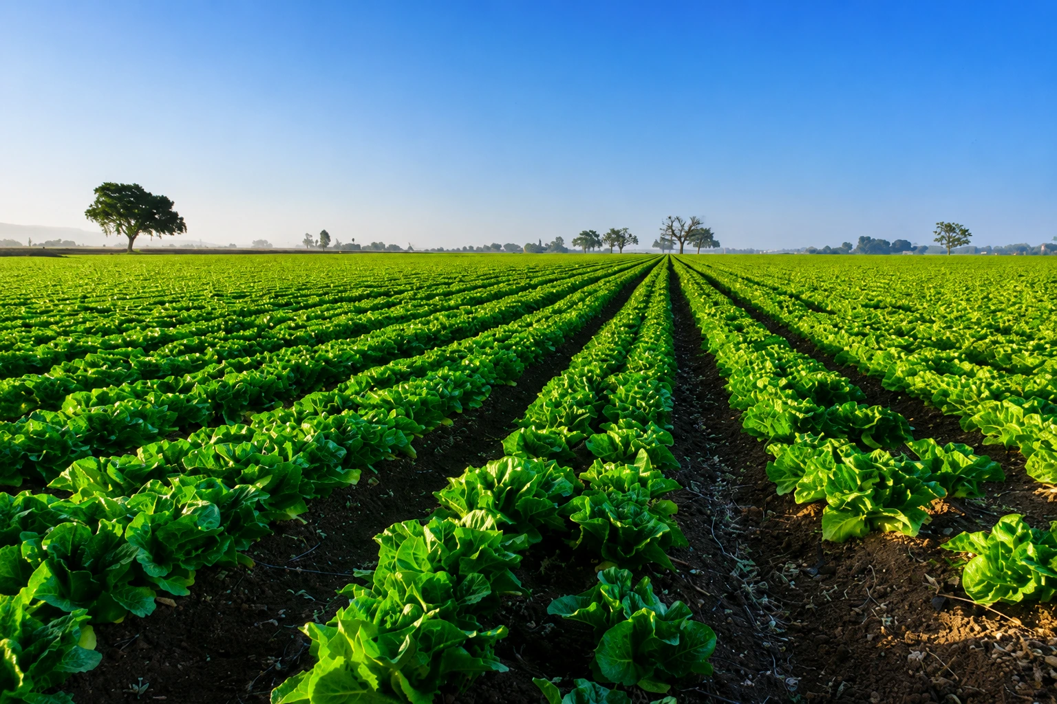 Fresh4Daily Field Image