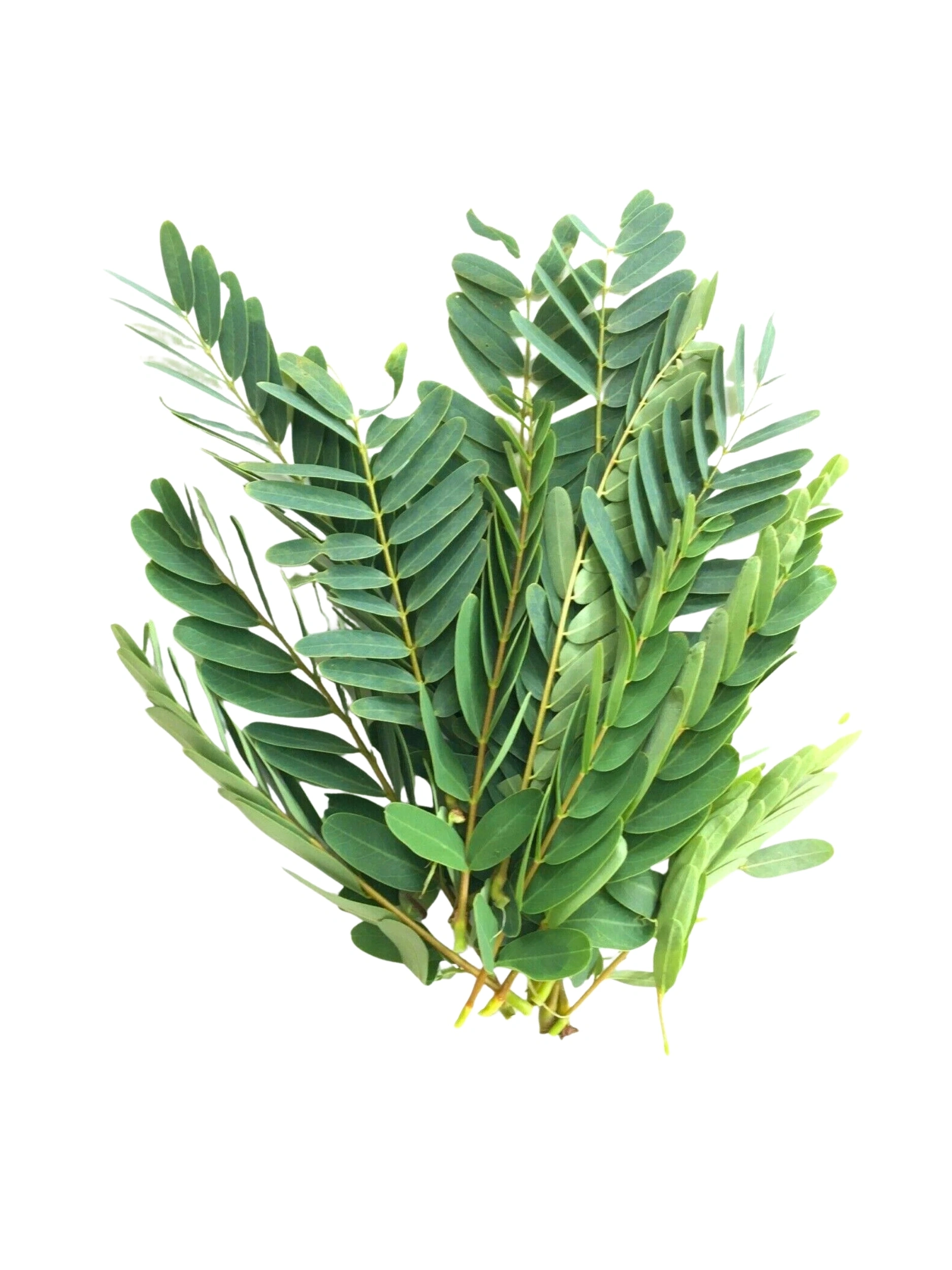 Hummingbird Tree (Kathurumurunga)