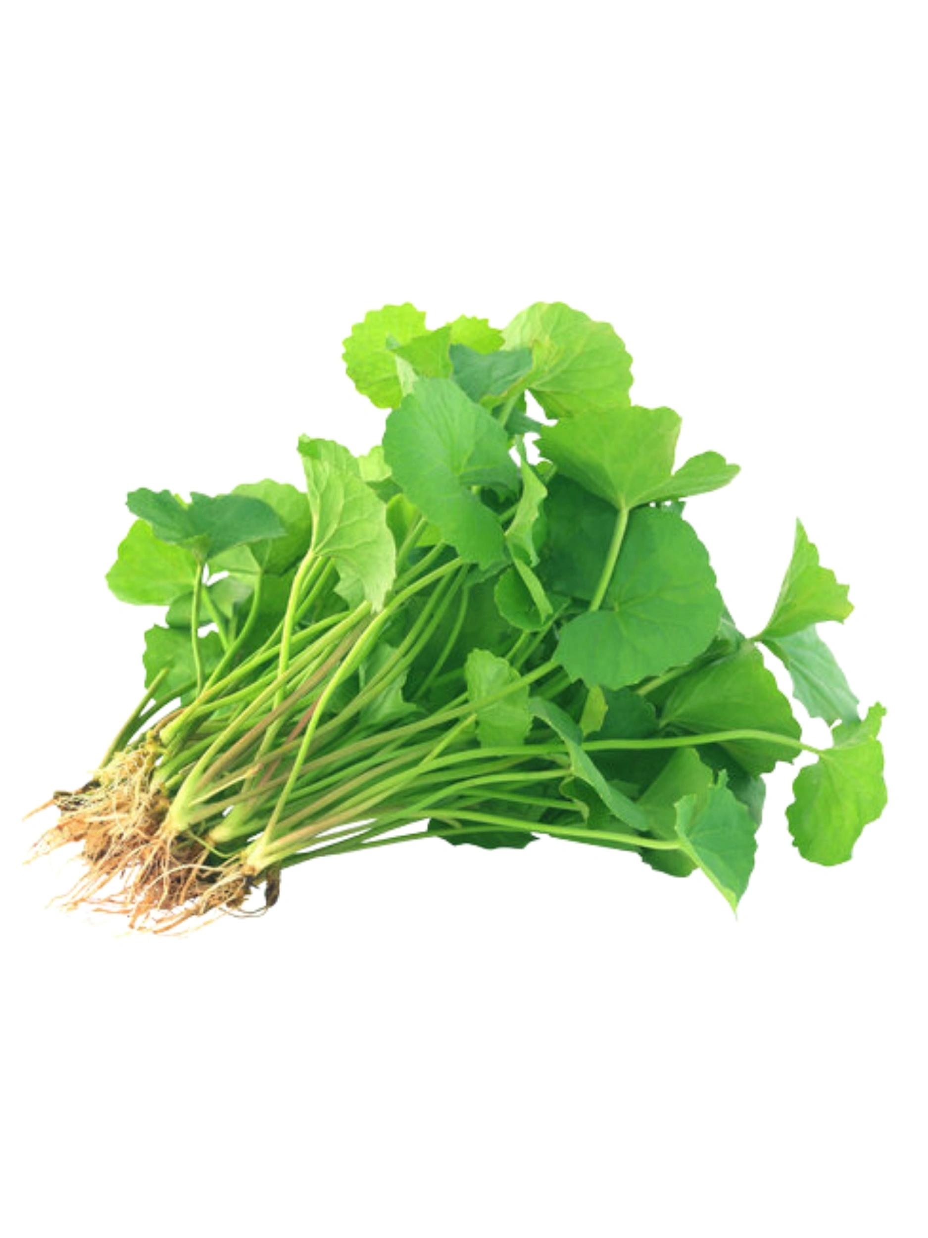 Indian Pennywort (Gotukola)