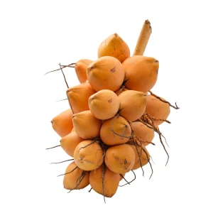 King coconut