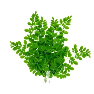 Moringa Leaves