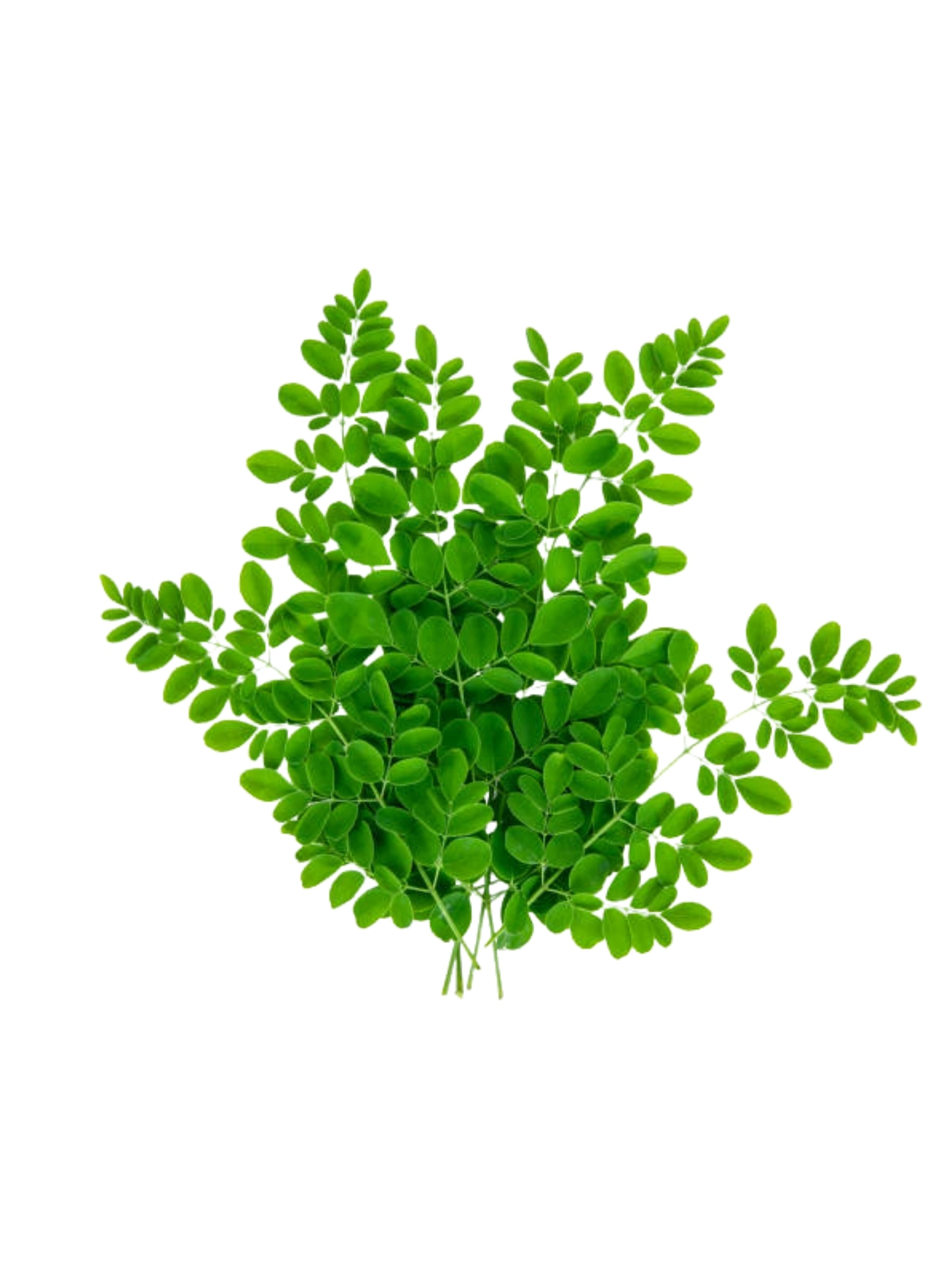 Moringa Leaves