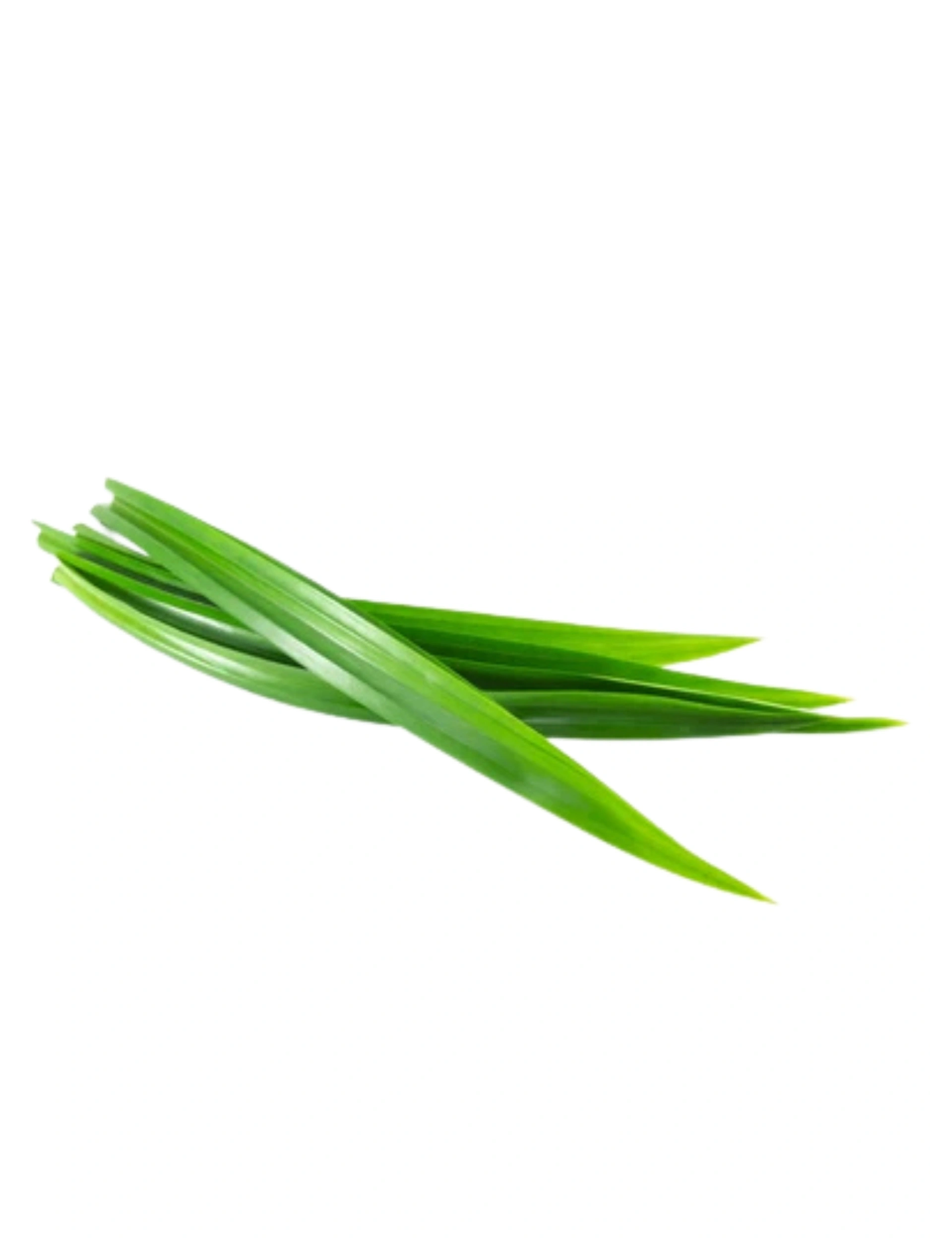Pandan Leves (Rampe)