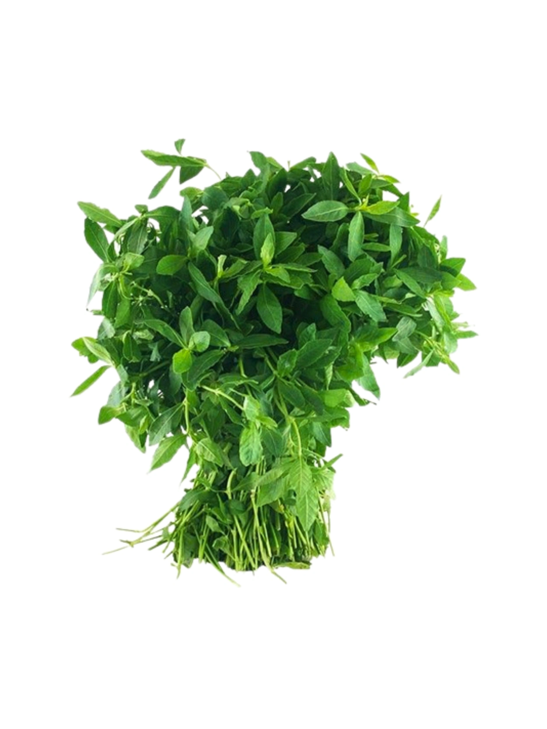 Sessile Joyweed (Mukunuwenna)